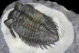 Coltraneia Trilobite Fossil - Huge Faceted Eyes #86011-3